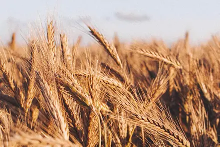 Jak poradzić sobie z kaszą manną? Indeks glikemiczny i gluten